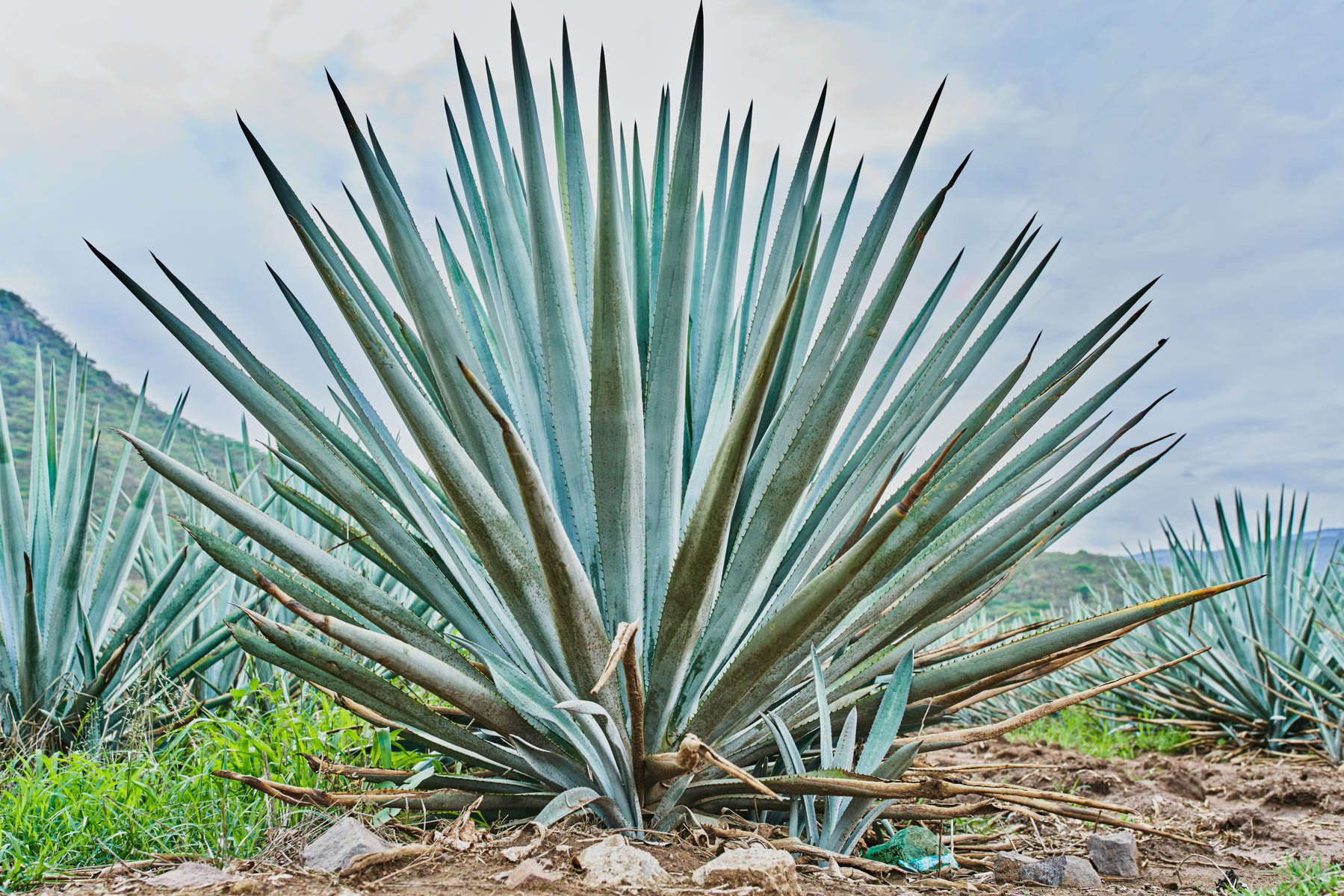What is Mezcal? Here's Everything You Need to Know | Feast + West