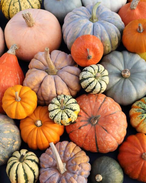 A variety of pumpkins and gourds in different sizes and colors arranged together create a stunning centerpiece, perfect for complementing your fall appetizers.