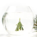 A round glass with clear liquid and a rosemary sprig inside, with bubbles clinging to the herb.