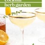 A coupe glass with a gold rim holds a yellow cocktail garnished with a lemon peel and herbs; text overlay reads, "how to start a cocktail herb garden.