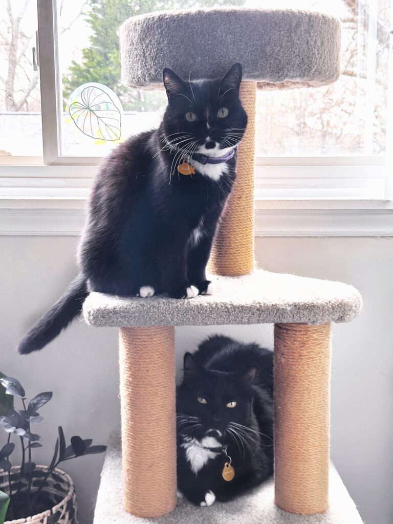 Two black and white cats with collars sit on different levels of a beige cat tree by a window, with plants and a Susannah Brinkley Henry sticker visible nearby.
