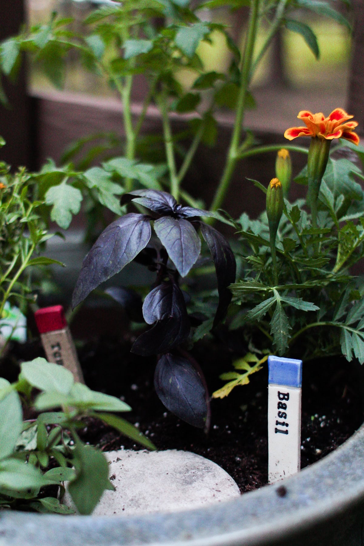 A potted herb garden with labeled markers for basil and another herb, featuring green and purple basil leaves and an orange marigold flower.