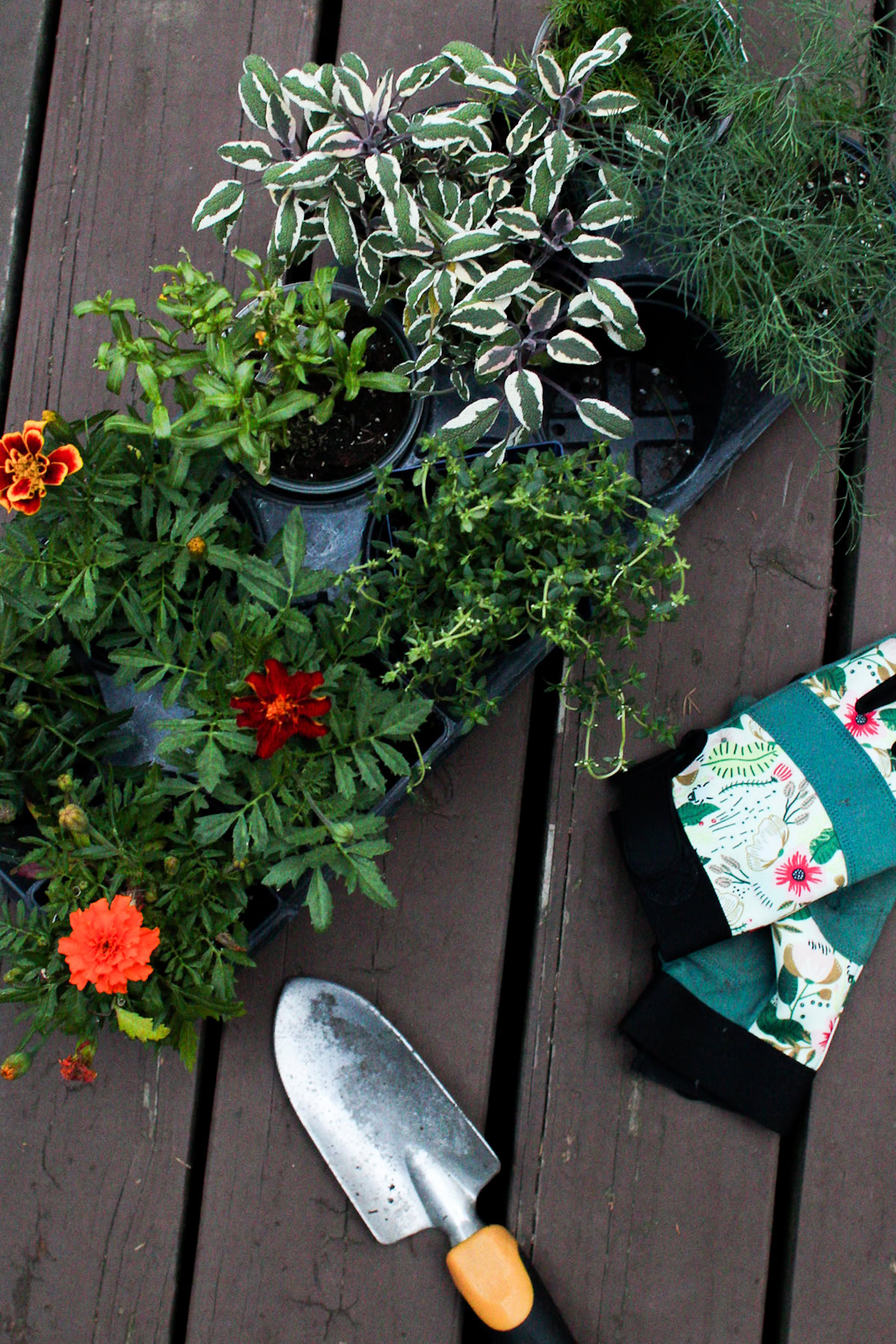 Several potted herbs and marigolds on a wooden surface next to a gardening trowel and a pair of floral-patterned garden gloves.