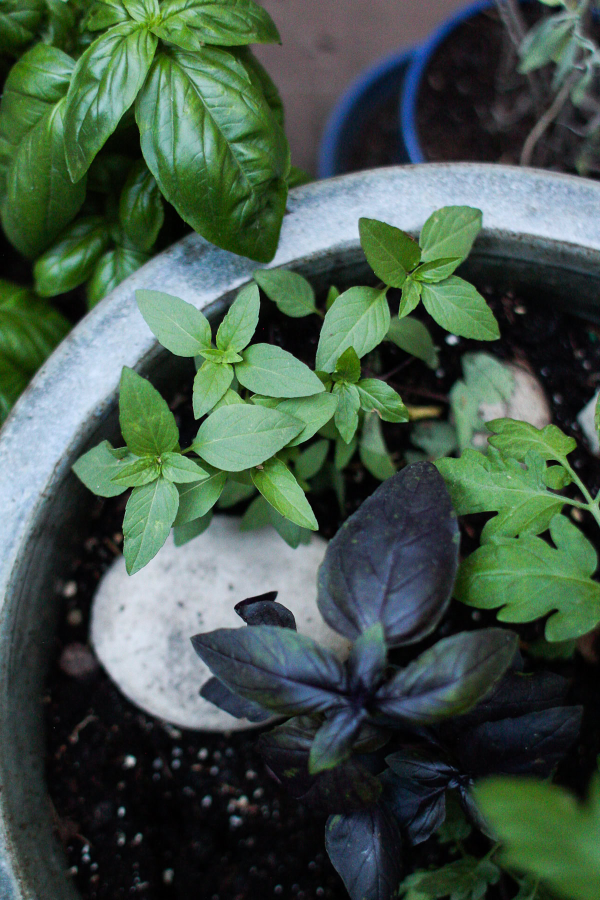 Green and purple basil plants growing in a round gray container, with potting soil and stones visible around the stems.